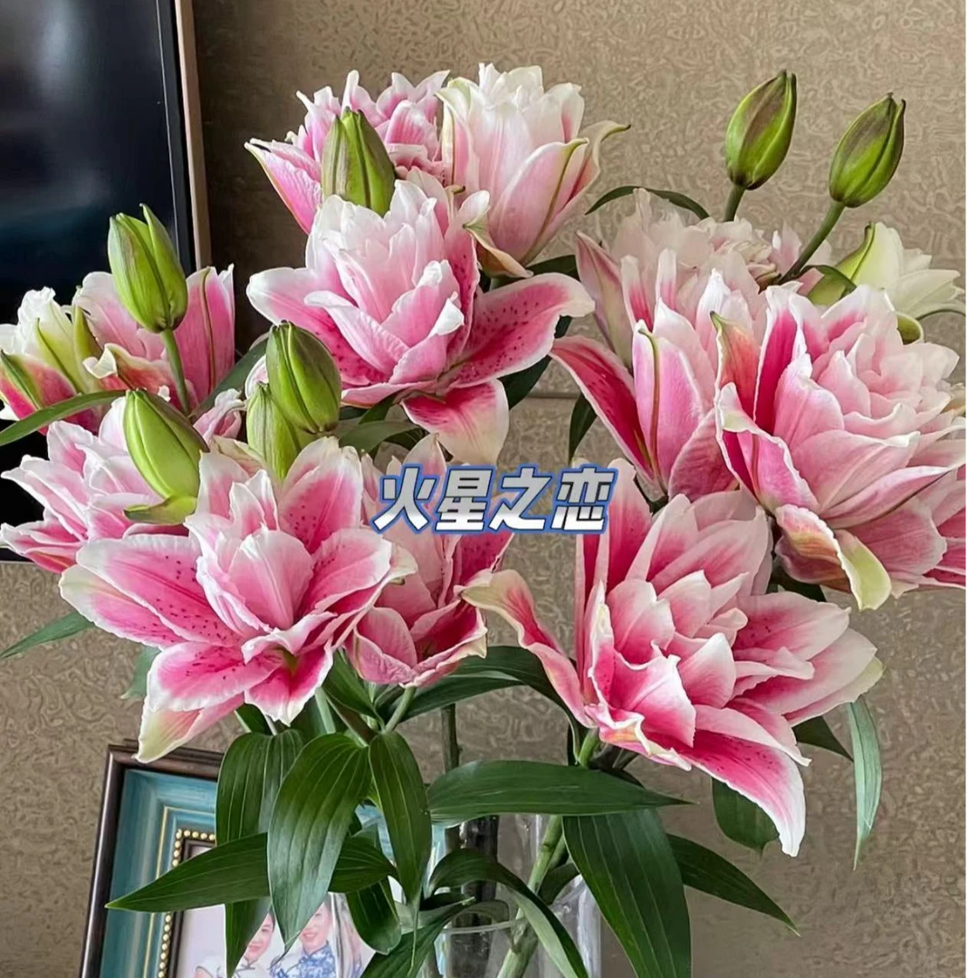 火星之恋重瓣百合【两单升级顺丰】云南鲜花 家庭插花