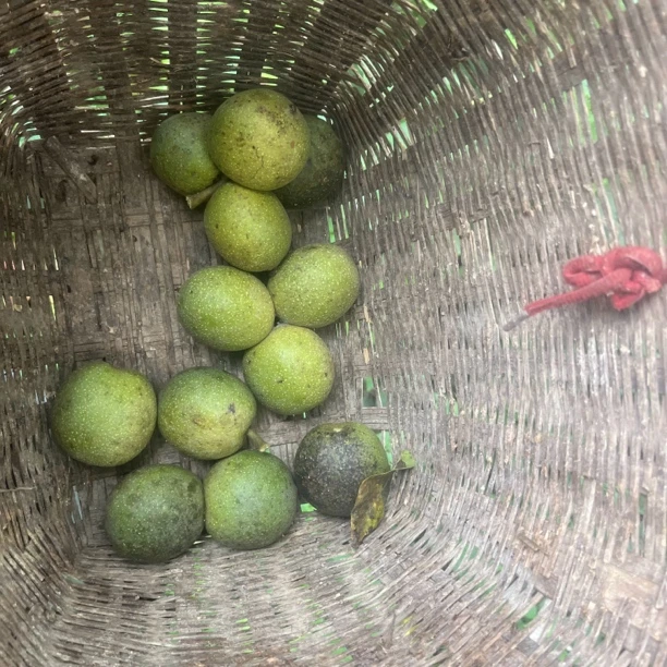 新鲜老树核桃（农户山货）