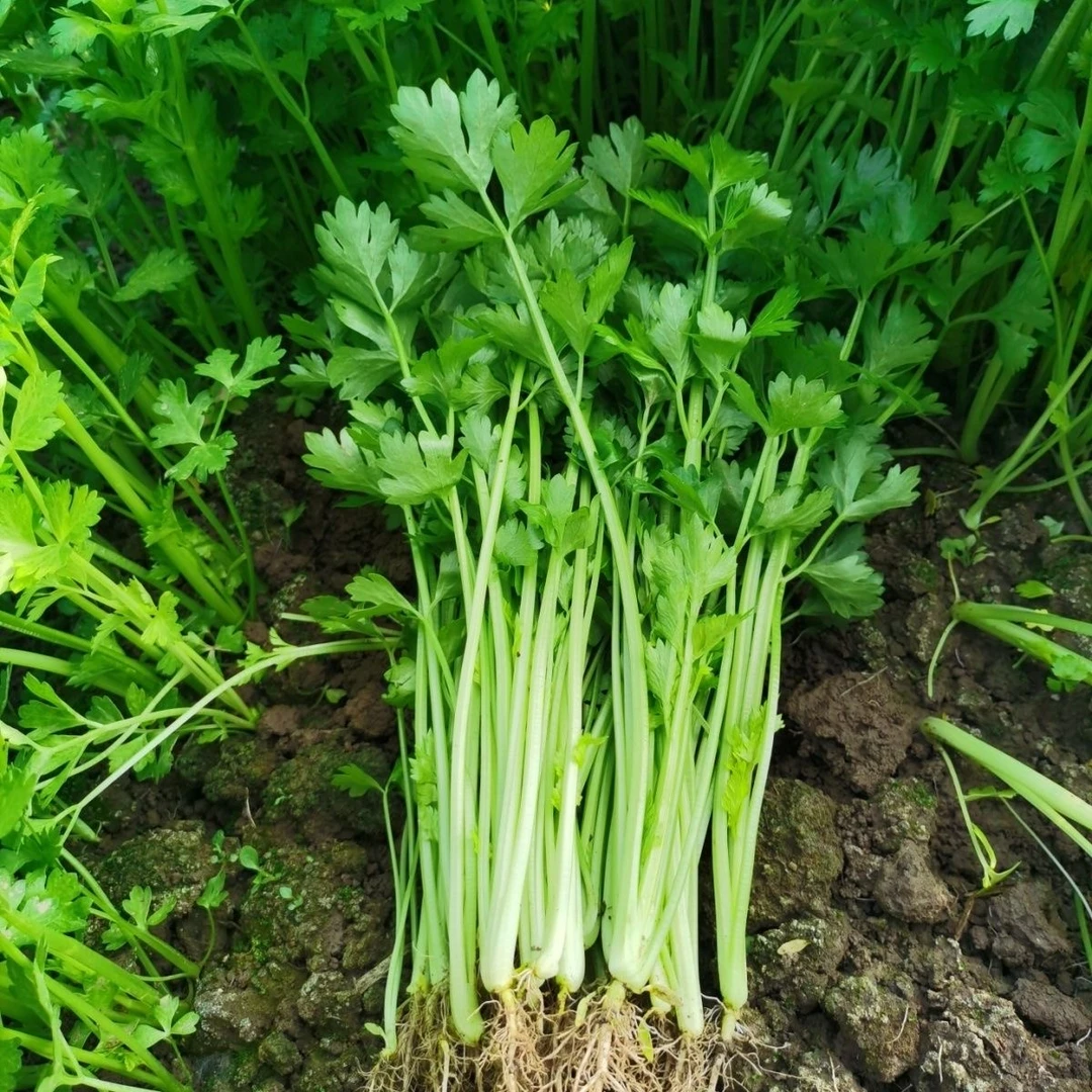 【小香芹】苏北农家自种小香芹芹菜现挖带根应季新鲜蔬菜【好东西】
