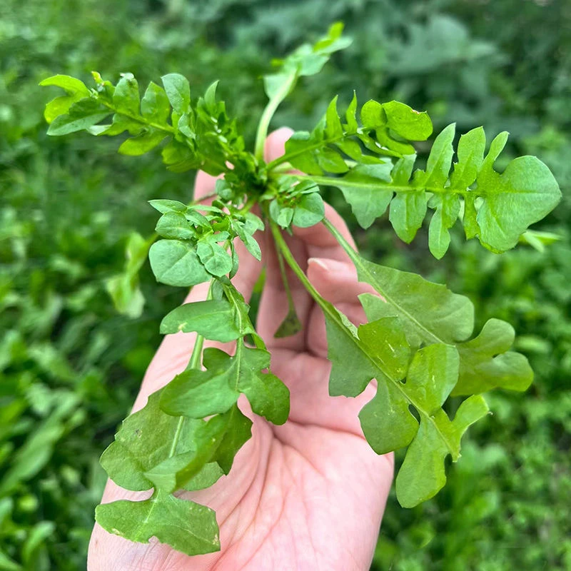 【荠菜】新鲜苏北农家荠菜现挖现摘野菜饺子馅馄饨春卷火锅顺丰包邮