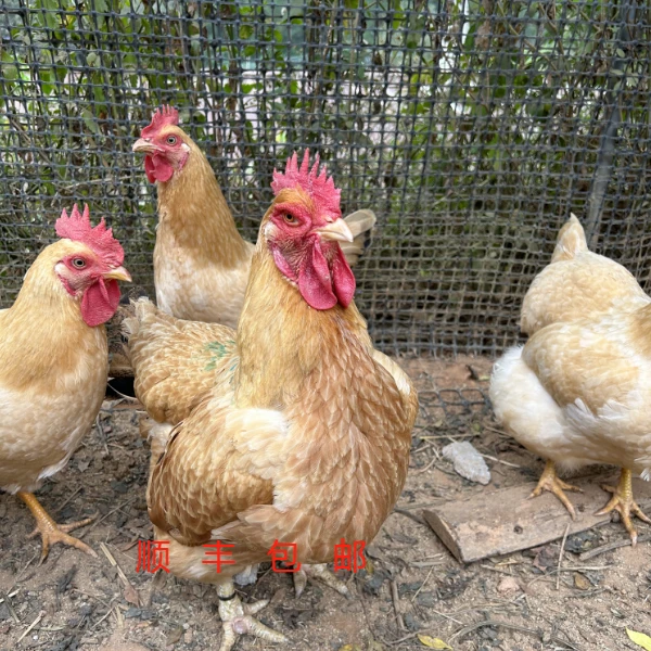 【老母鸡】2-3年广东河源客家散养鸡放养鸡顺丰包邮