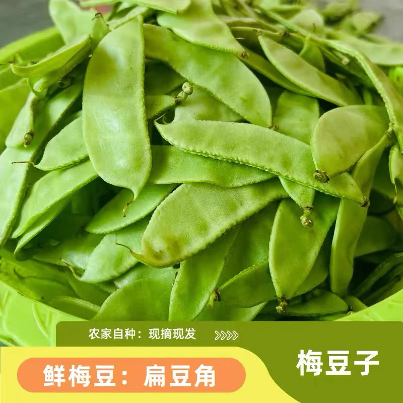 【扁豆】农户自种