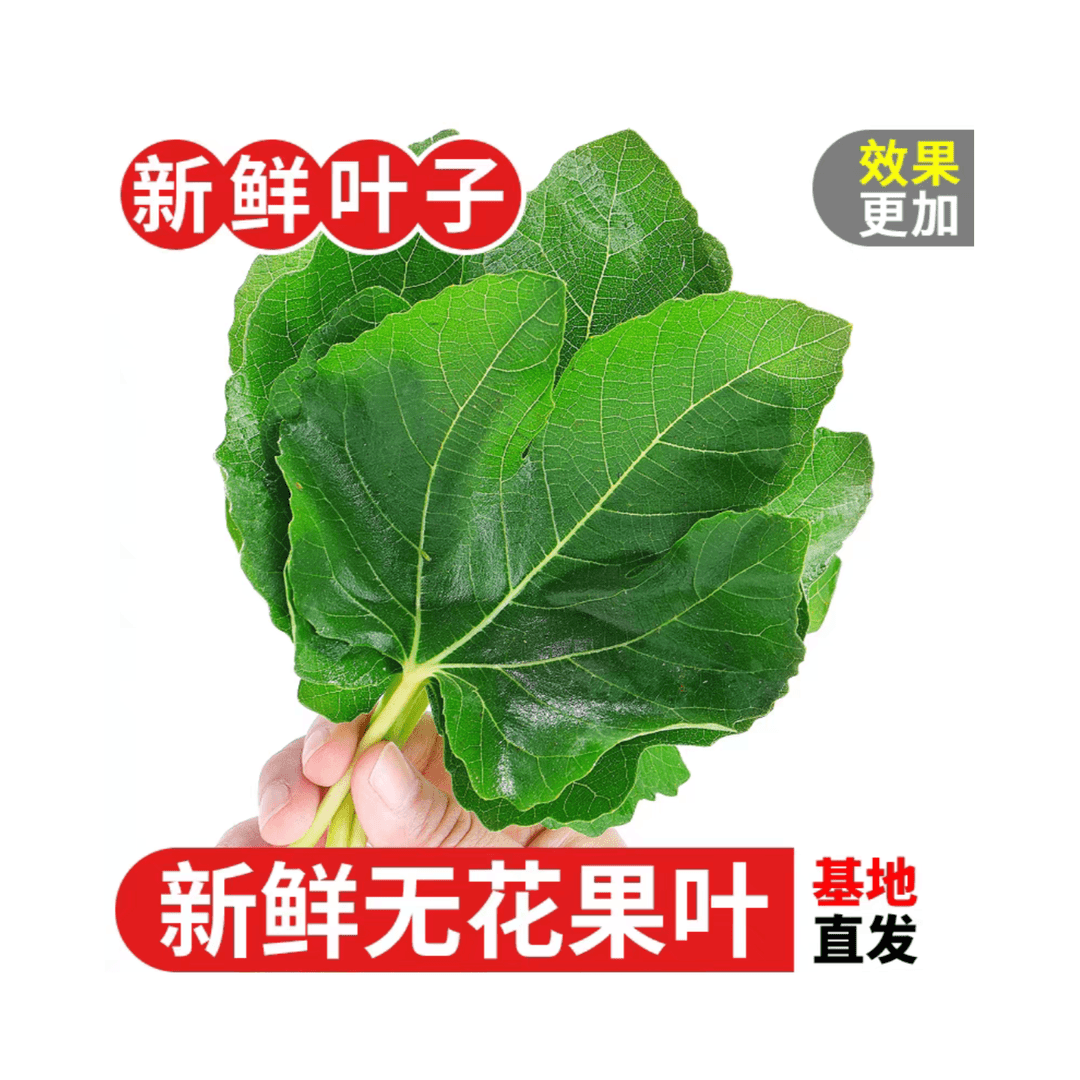 新鲜无花果叶子 自家果园 现剪现发