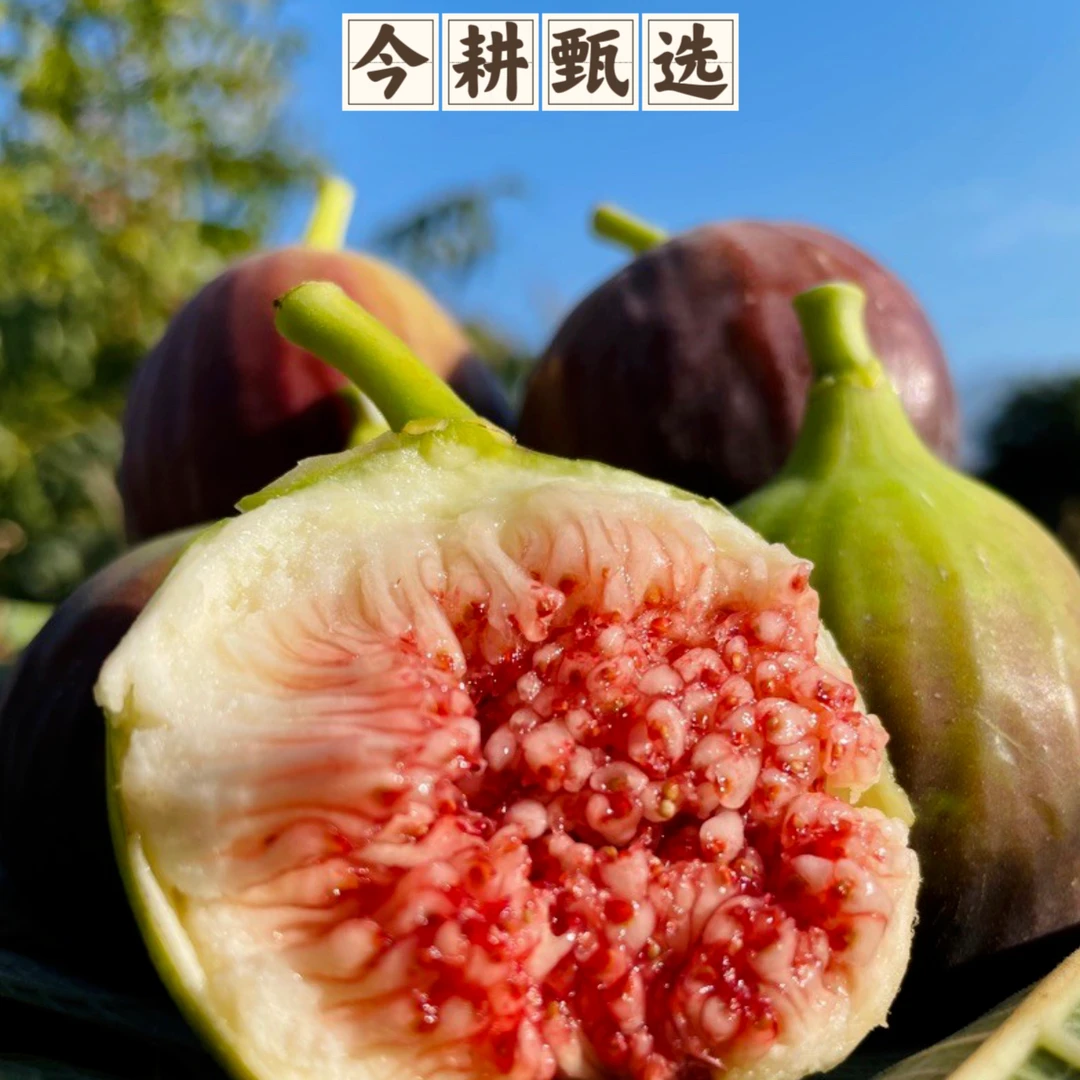 顺丰包邮 云南红皮无花果 树上自然成熟 果园现摘现发 新鲜鲜甜