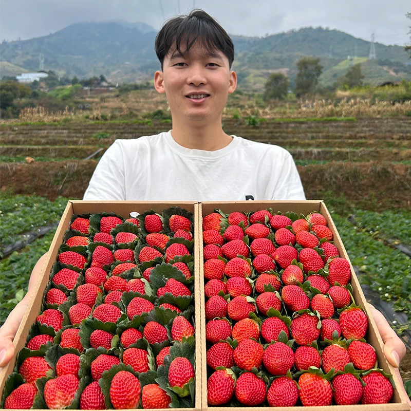 【顺丰】大凉山露天草莓当季新鲜水果香甜2/3/4.5斤香甜饱满坏冷藏