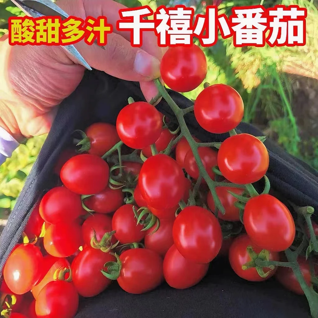 零点森态现摘粉贝贝圣女果千禧圣女果3斤5斤包邮新鲜番茄小西红柿
