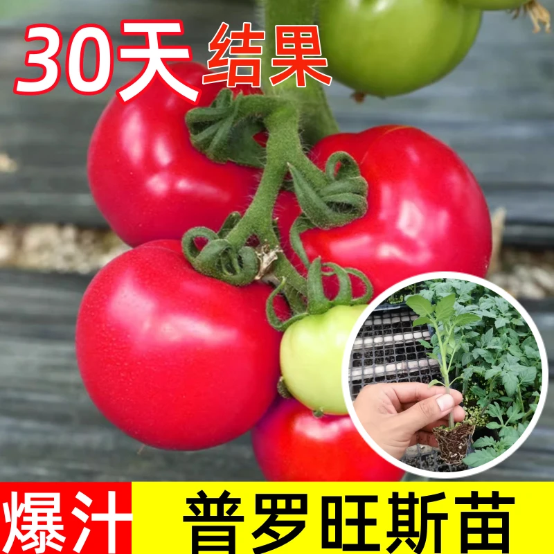 【福利】西红柿苗秧普罗旺斯沙瓤矮生大番茄苗老品种蕃茄盆栽蔬菜苗
