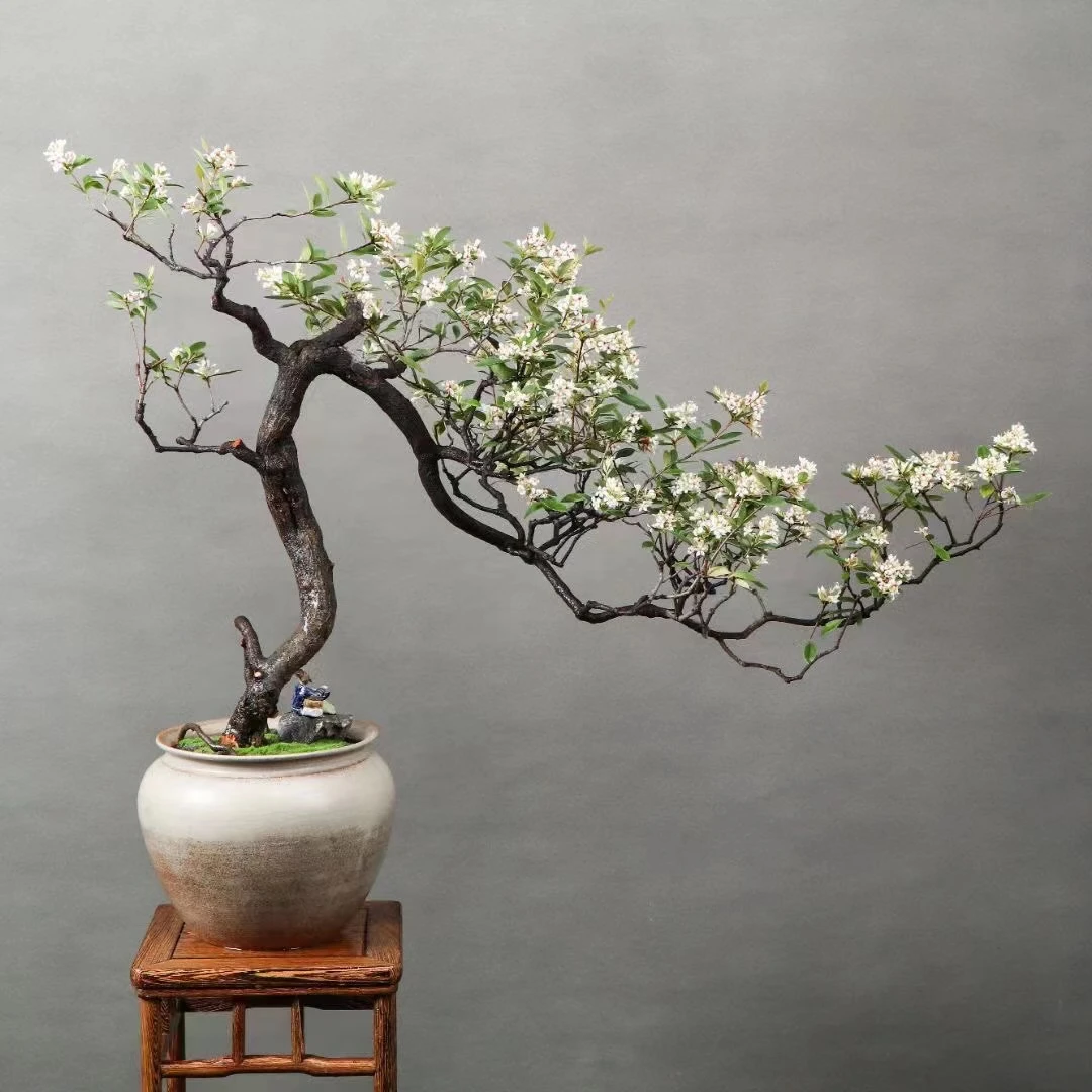 海岛石斑木春花石枫栀子花盆景一物一拍选对价格下单即可园艺盆栽