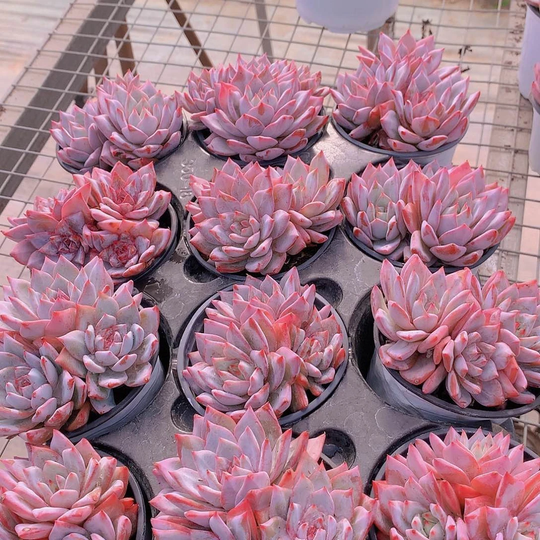 粉蓝鸟群23456788999