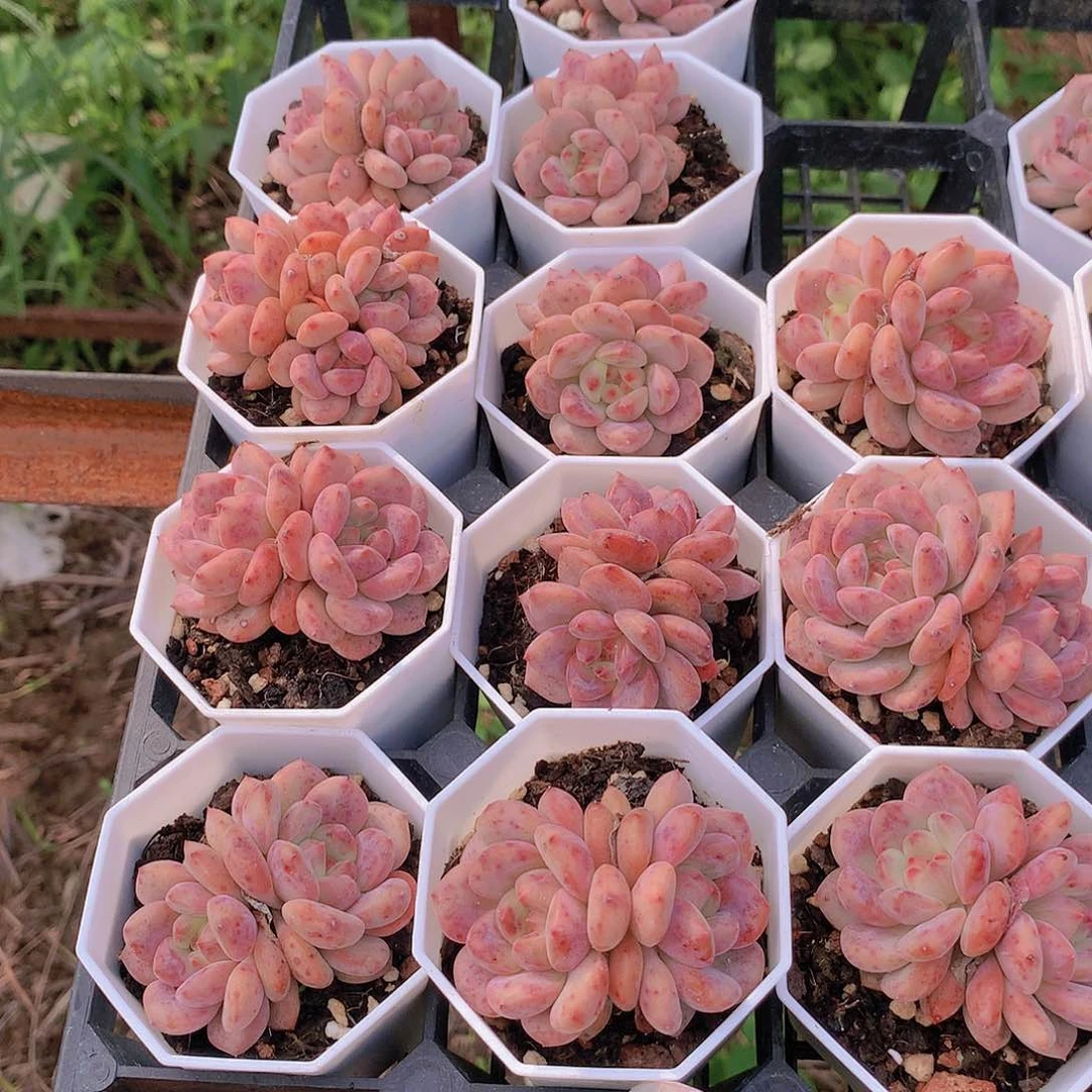 两颗凌雪23456678899