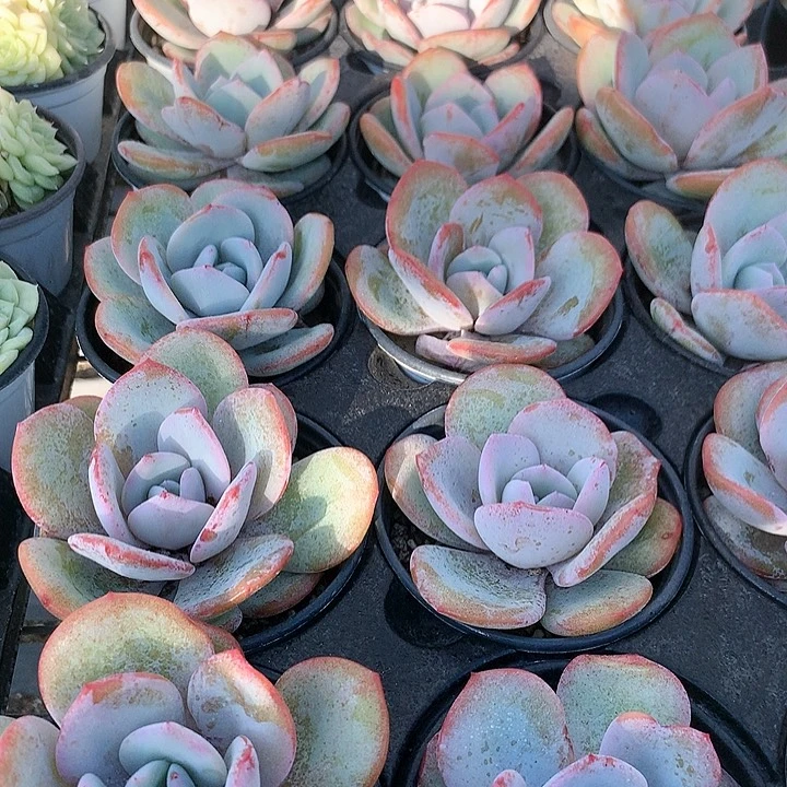 大奶茶23466788899990