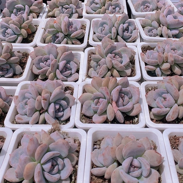 三头紫皮星影235667889