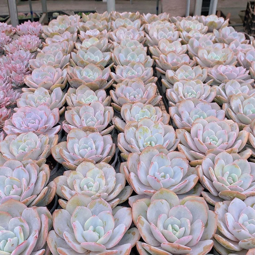 大奶茶2455789999000