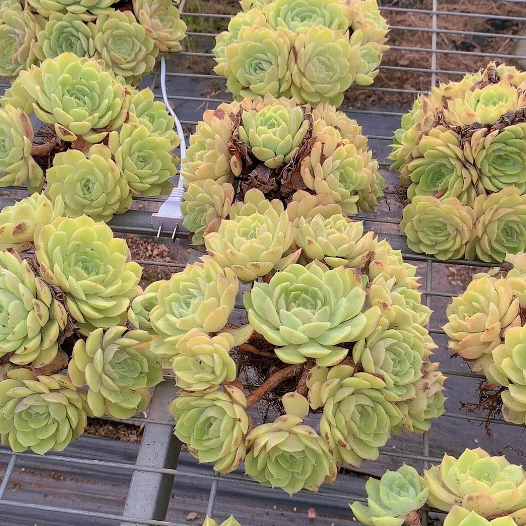昂斯洛大群不售后2446778