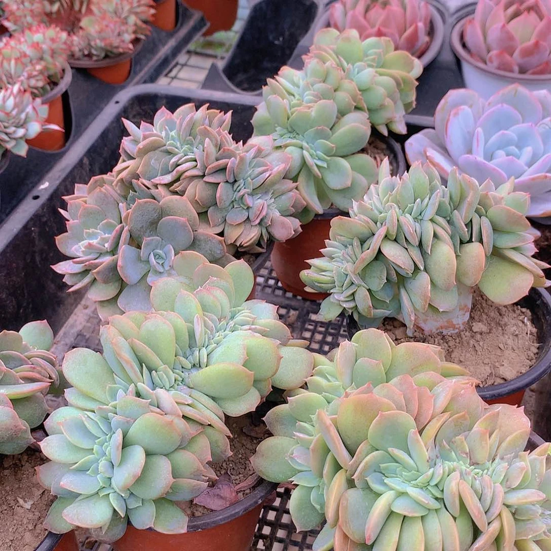 白茶缀化2456677788899