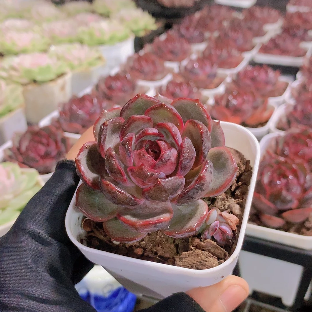 蓝莓234455667778889