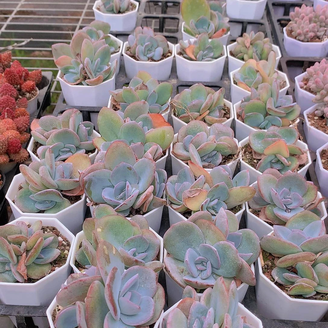 布鲁蓝裙23567788999