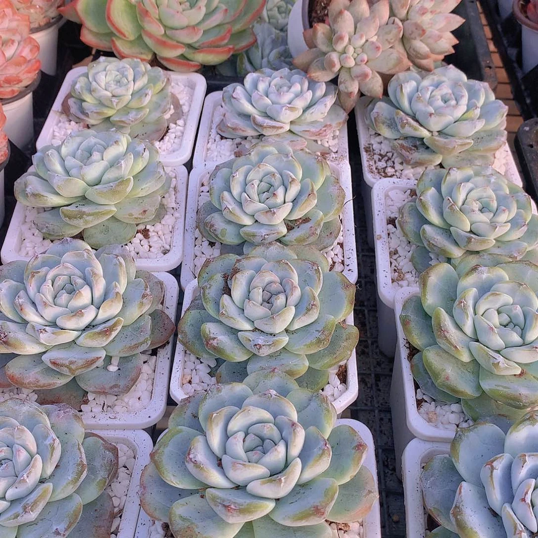 翡翠冰345567778888999