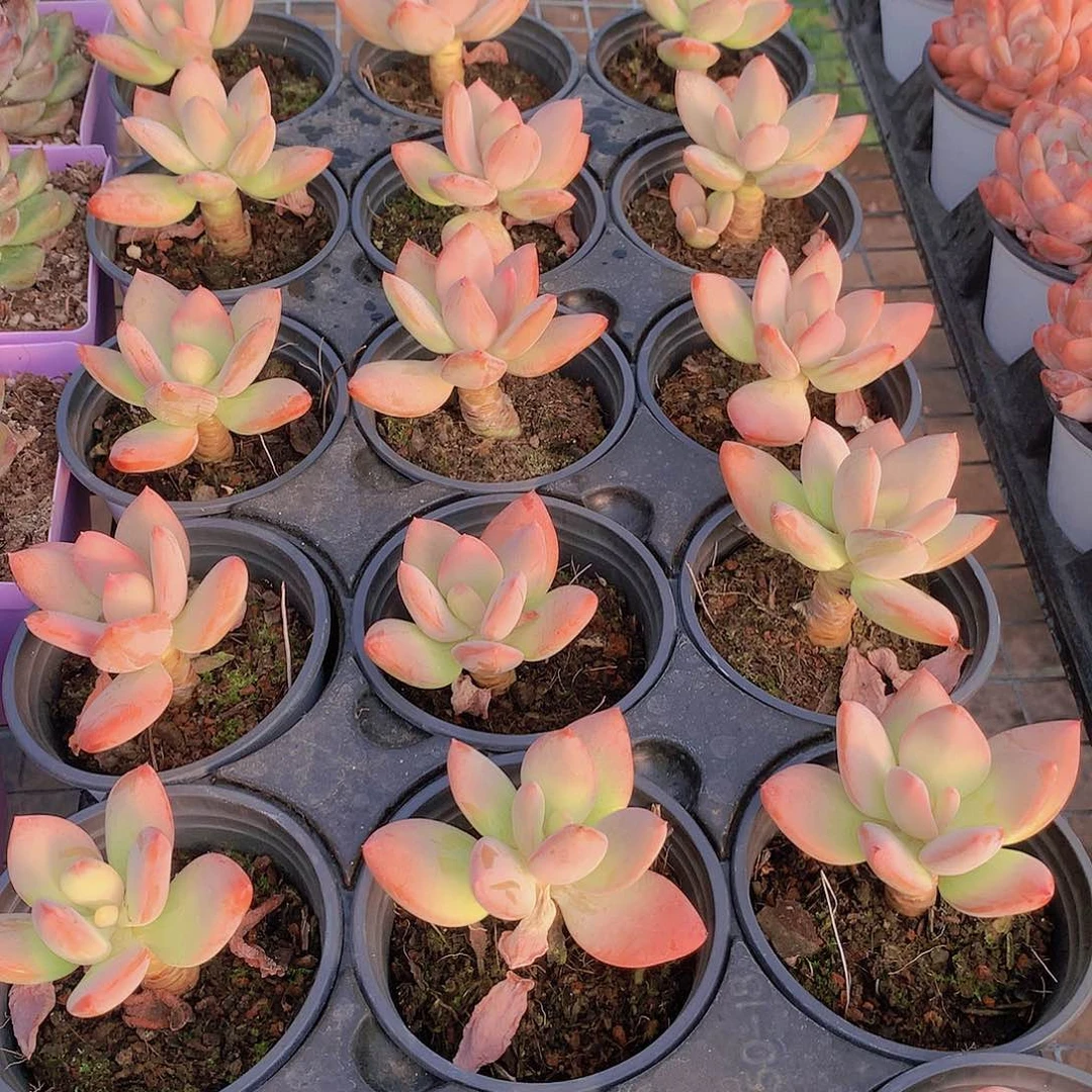 芒果美人234556677889999