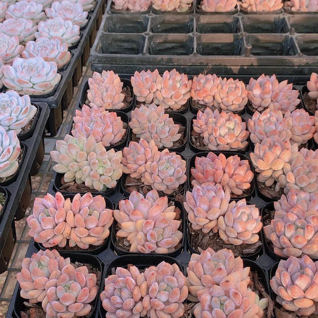 双头半夏234456777888