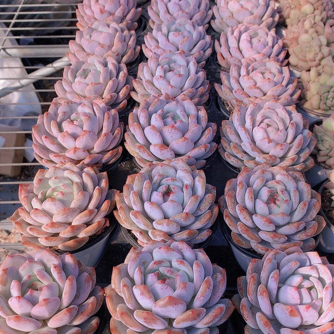 天使橙2345677889990009