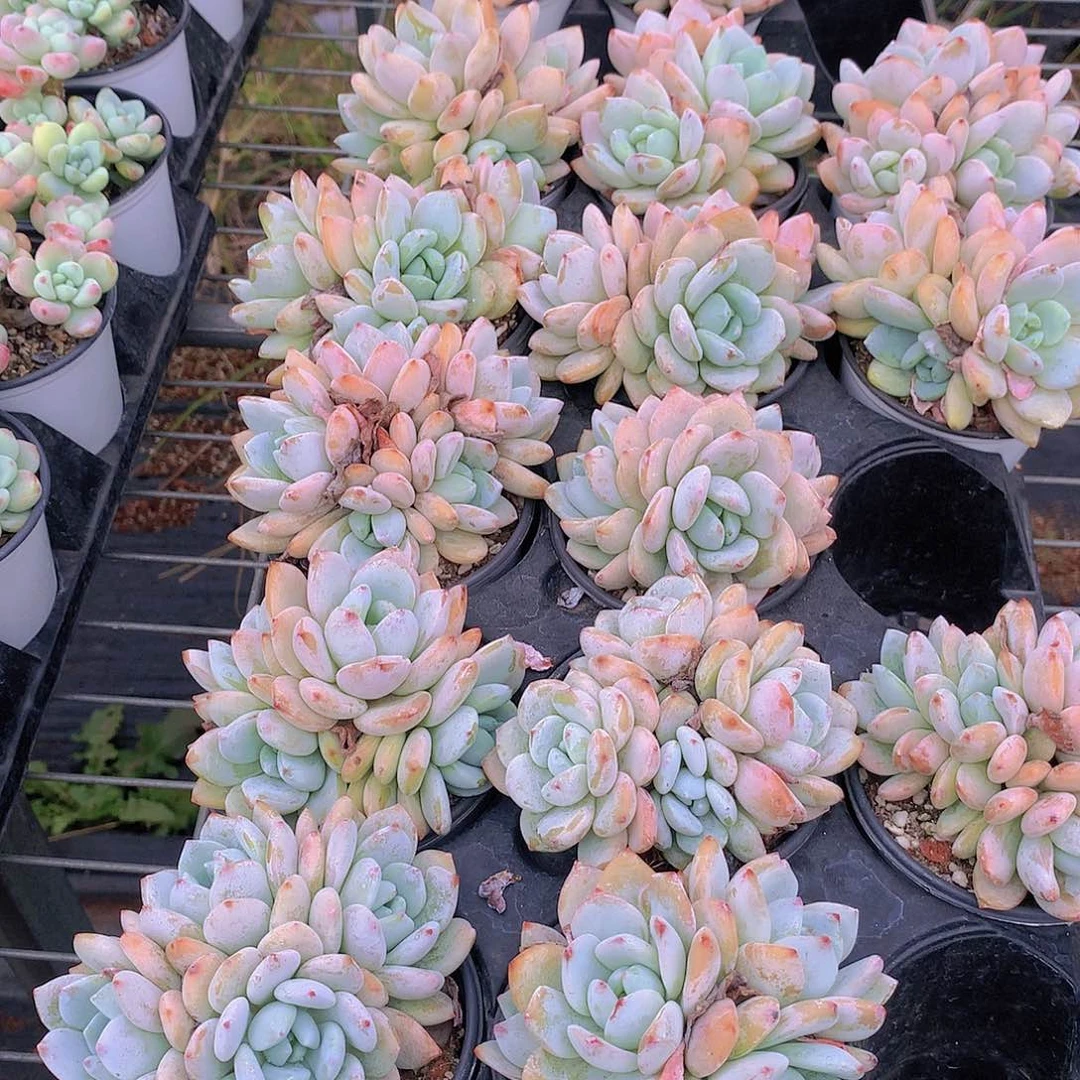 冷香244567788999900