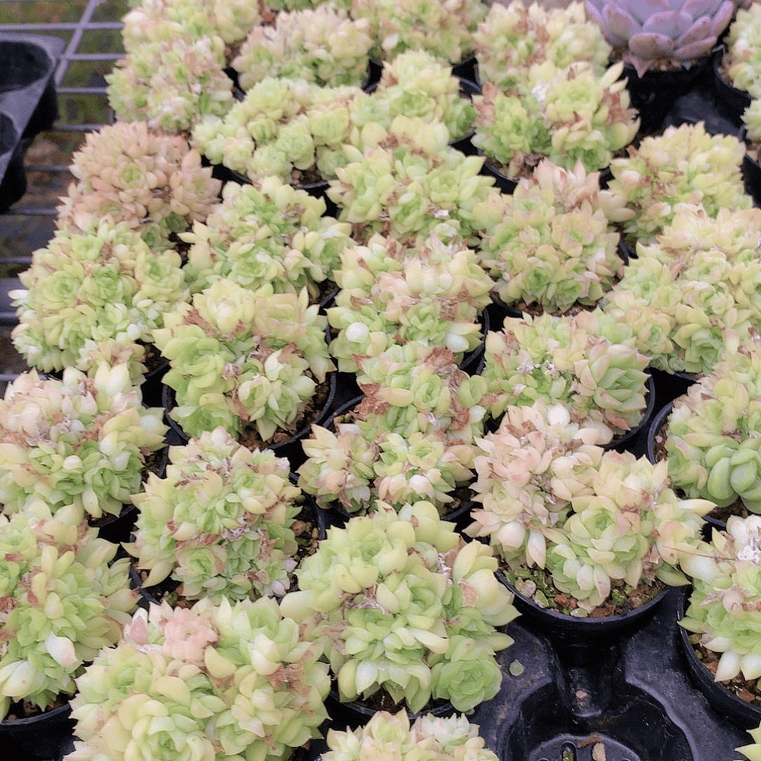 三颗麦秆234566778