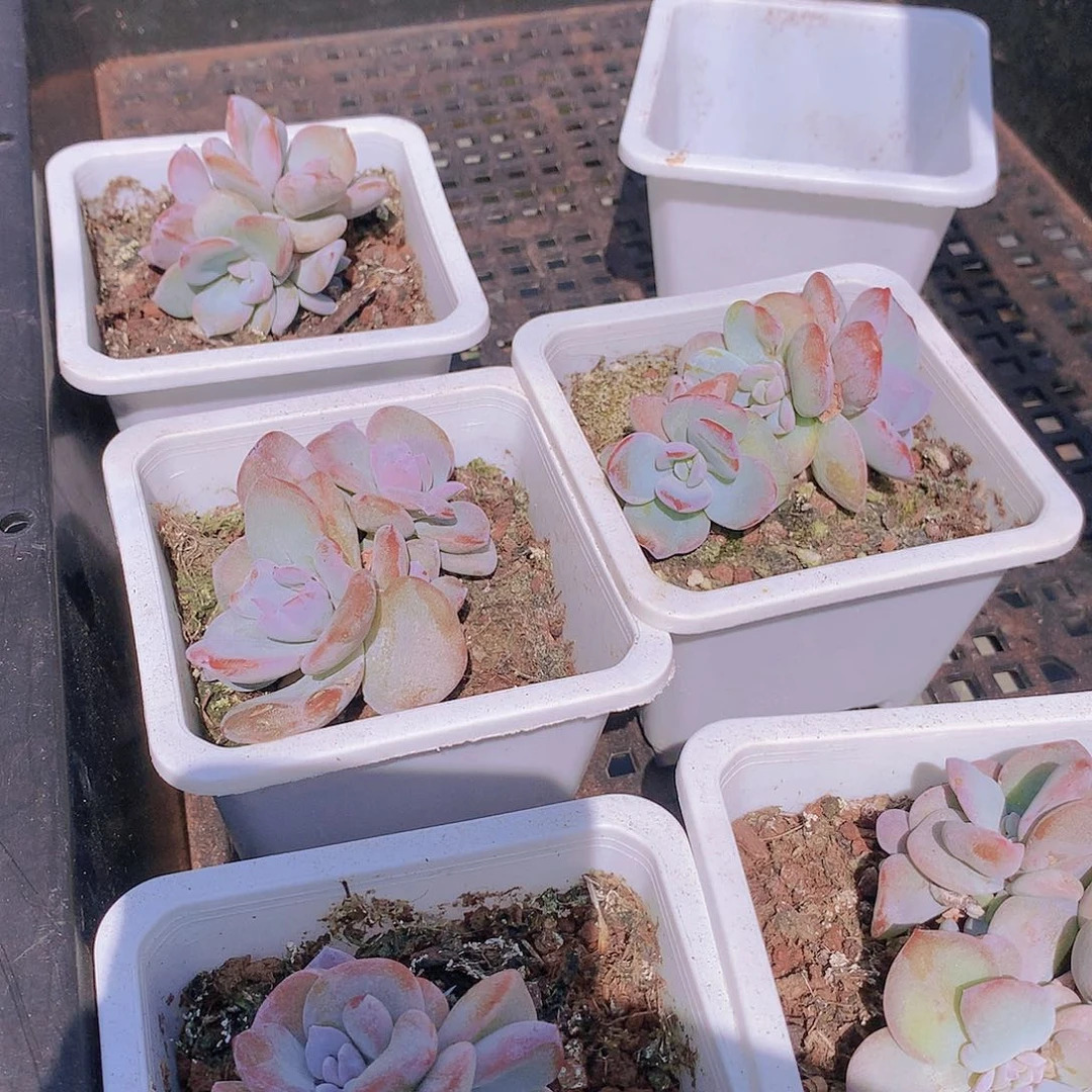 三头奶茶223455677888