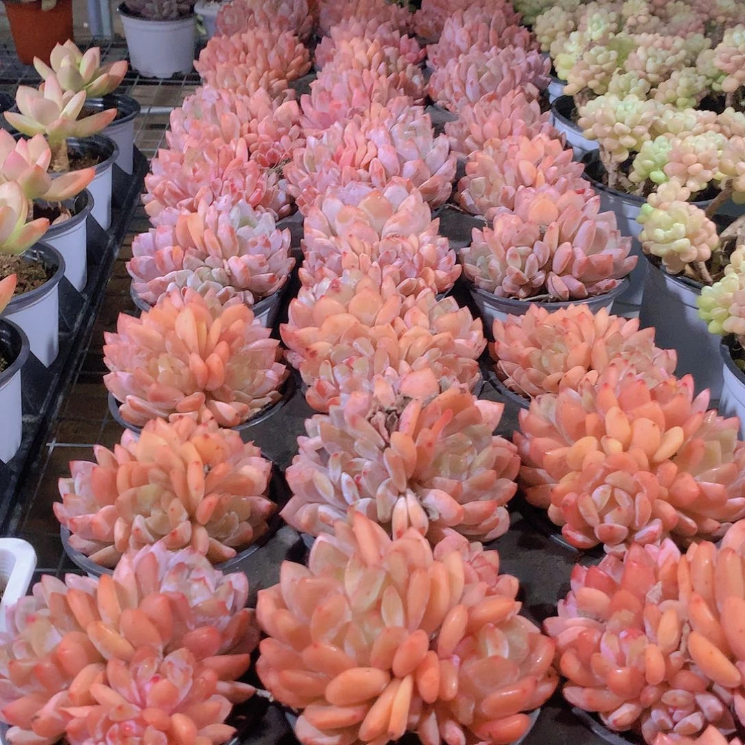 4头雪天使23456678888999