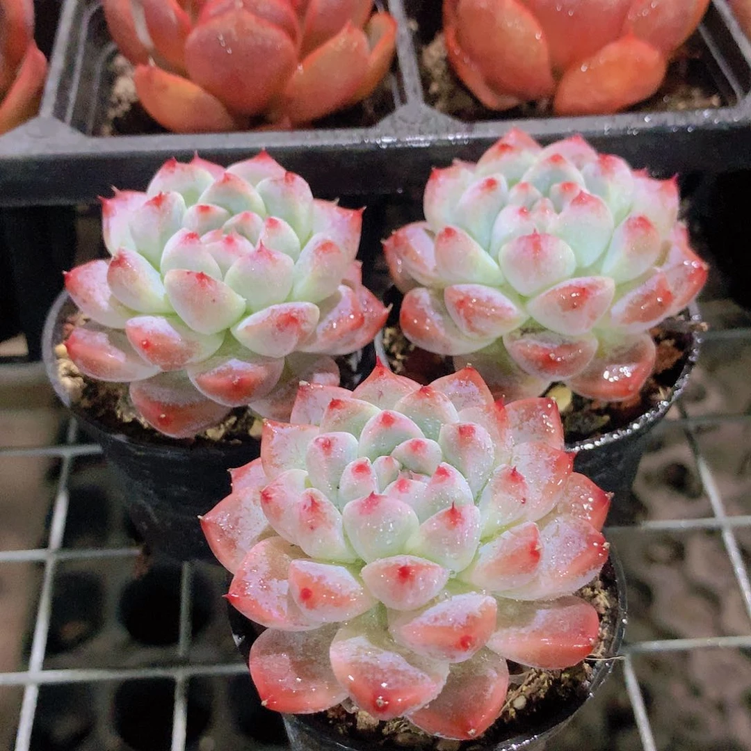 如梦令3颗3345667788999