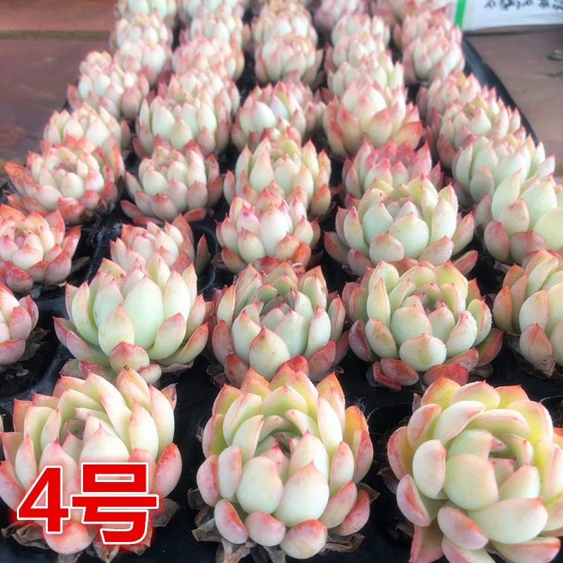 【4】春季多肉植物组合 室内美观办公桌植物【满28元包邮发货】