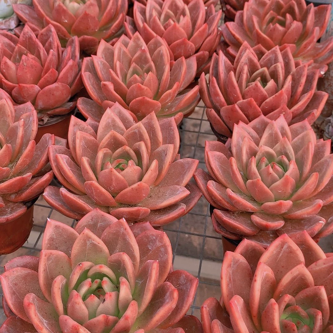 香槟23456778889999