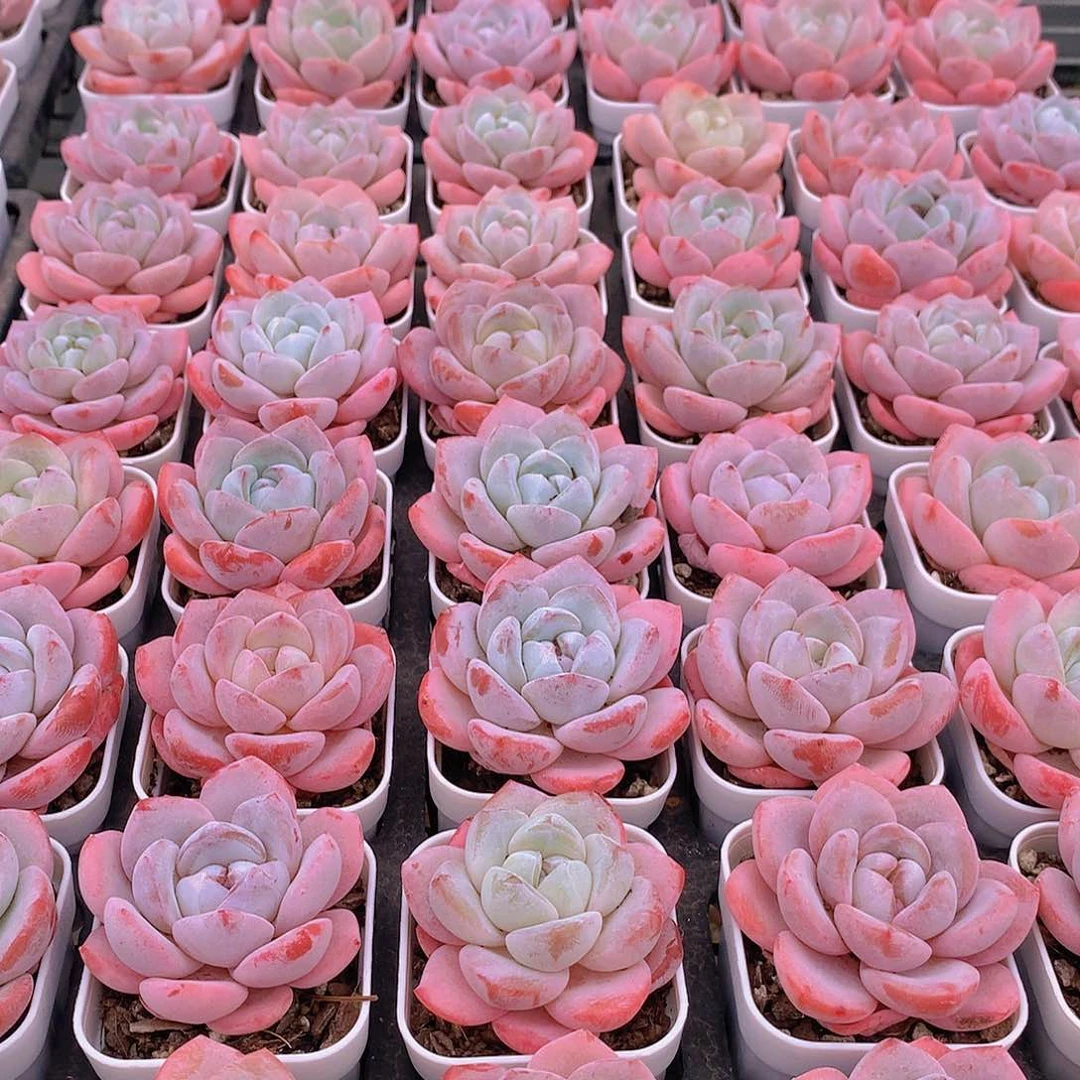 冰橙334567788999999