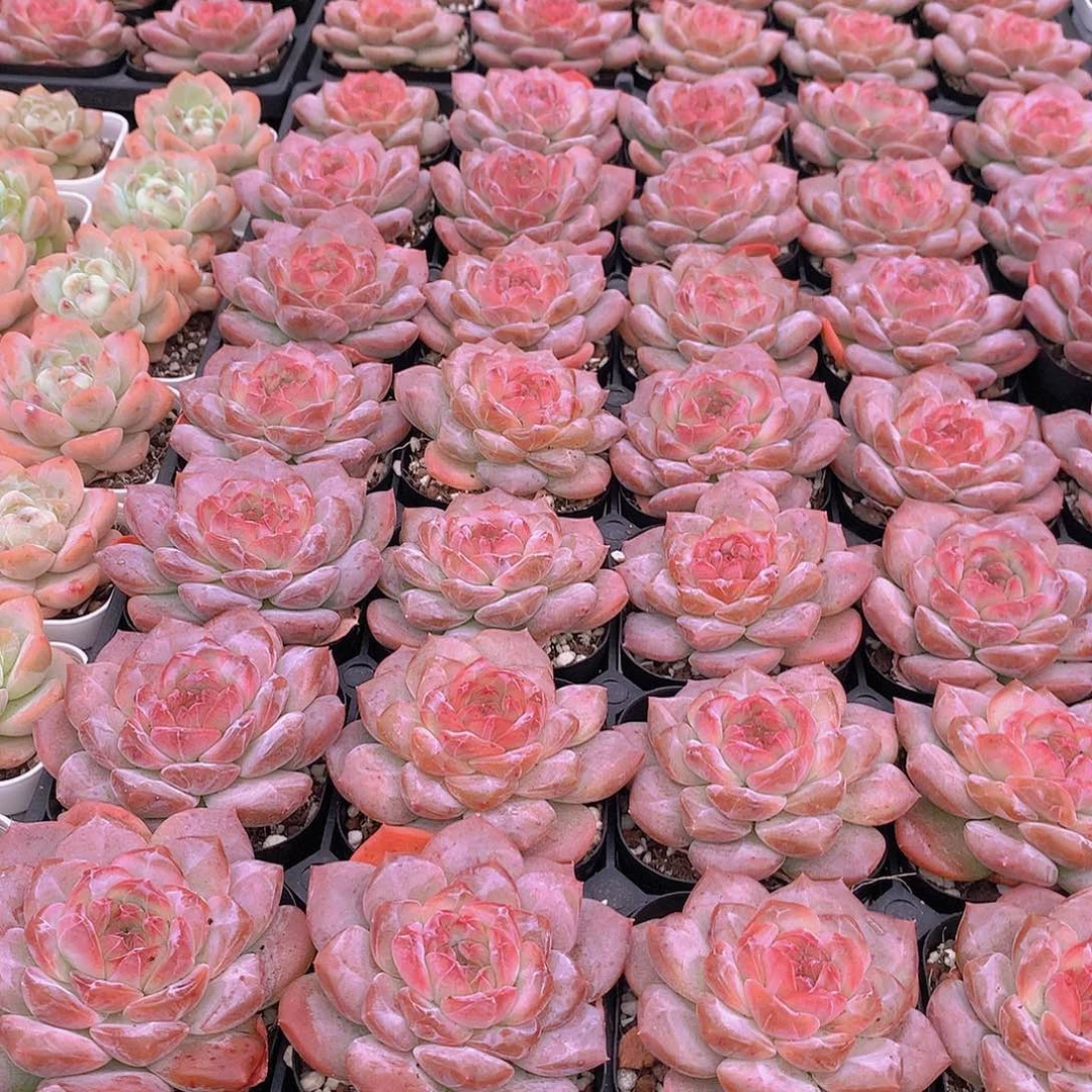 雪芙蓉244567788999990