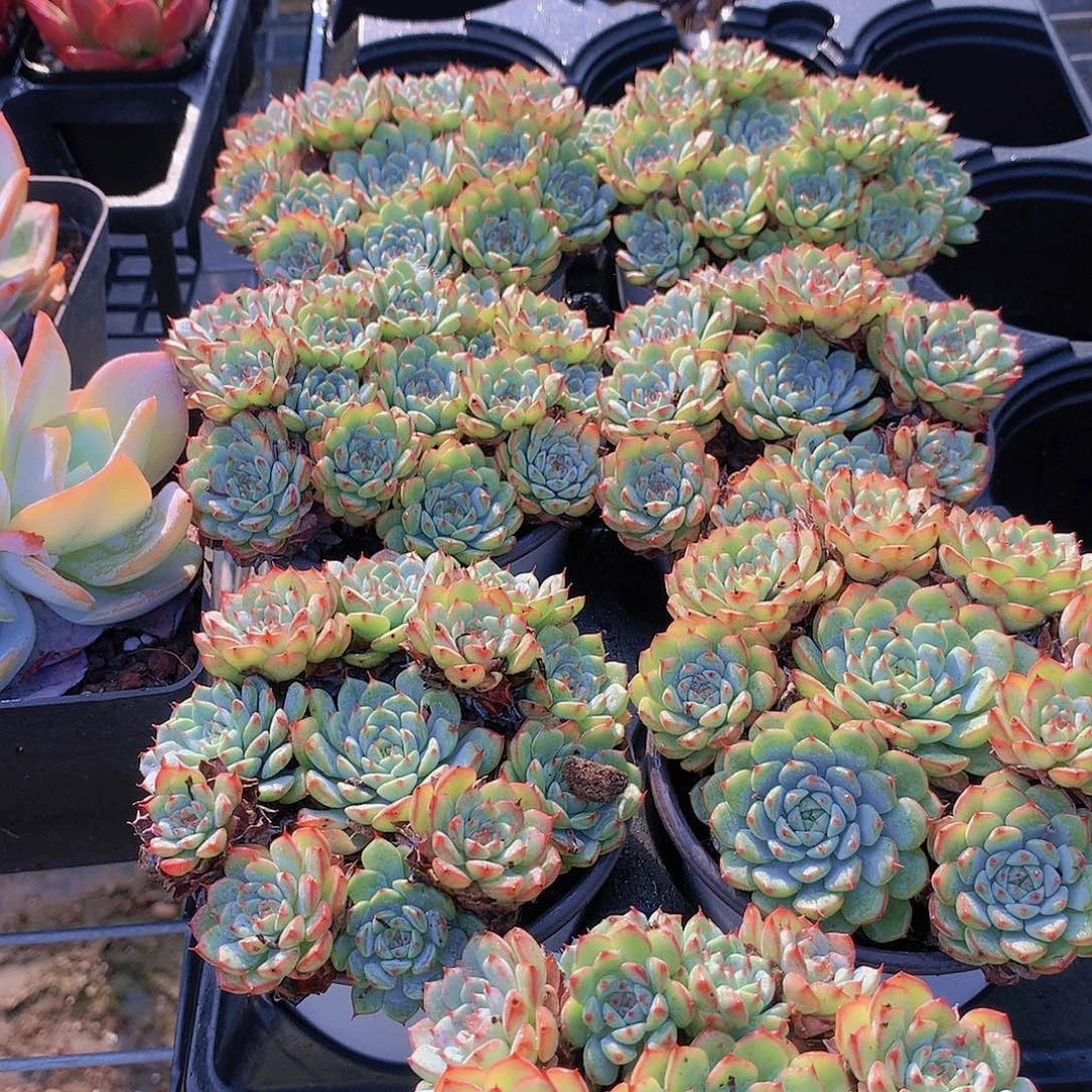 粉姬莲群捡漏23567789900