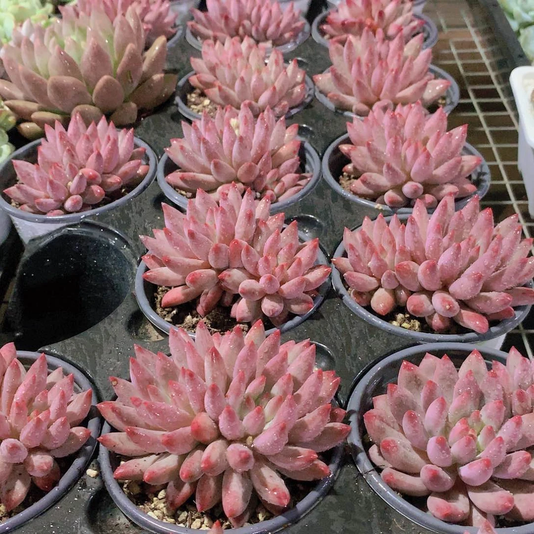 双头虞美人24567889999999