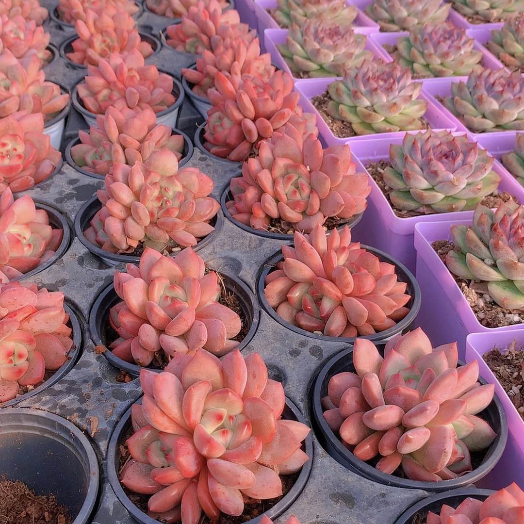 三头凌雪23456778999999