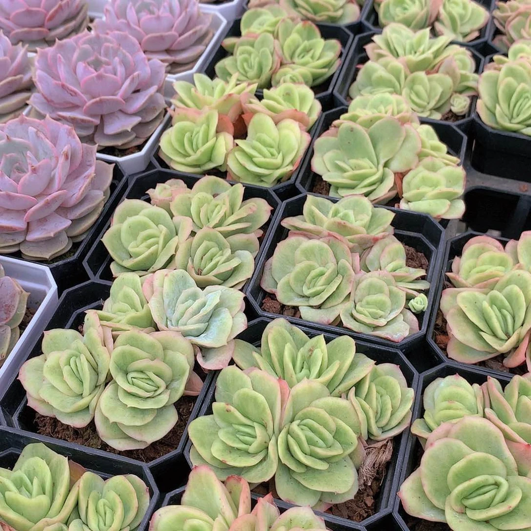 冰冰玫瑰锦234567788999