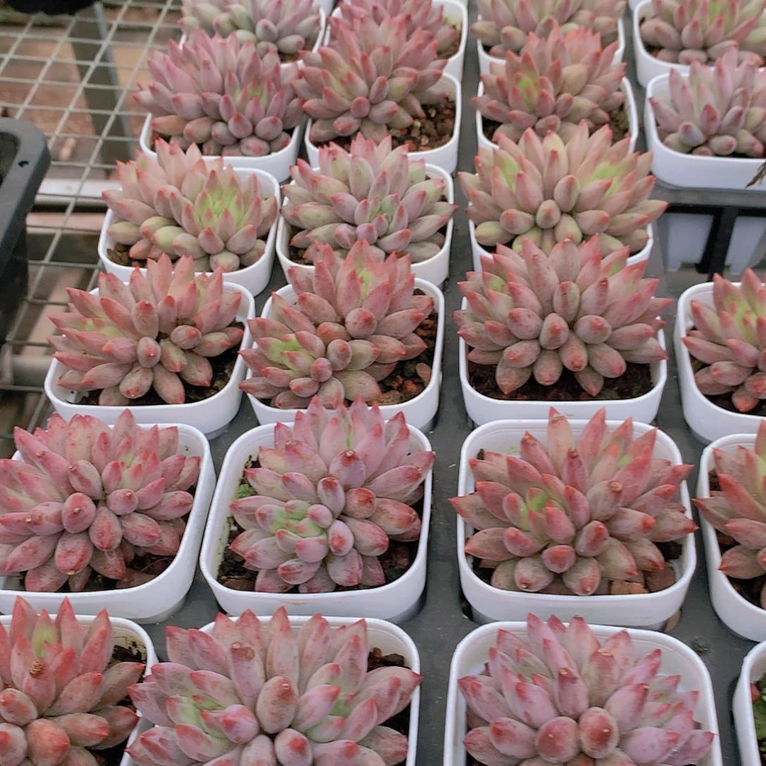 双头虞美人/34566788899999