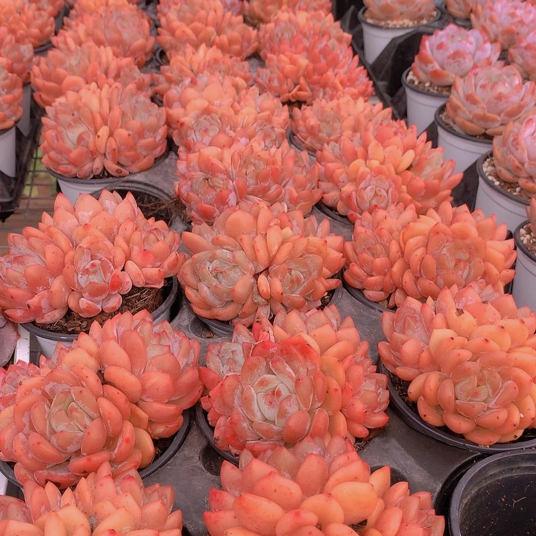 4头雪天使2345667788999