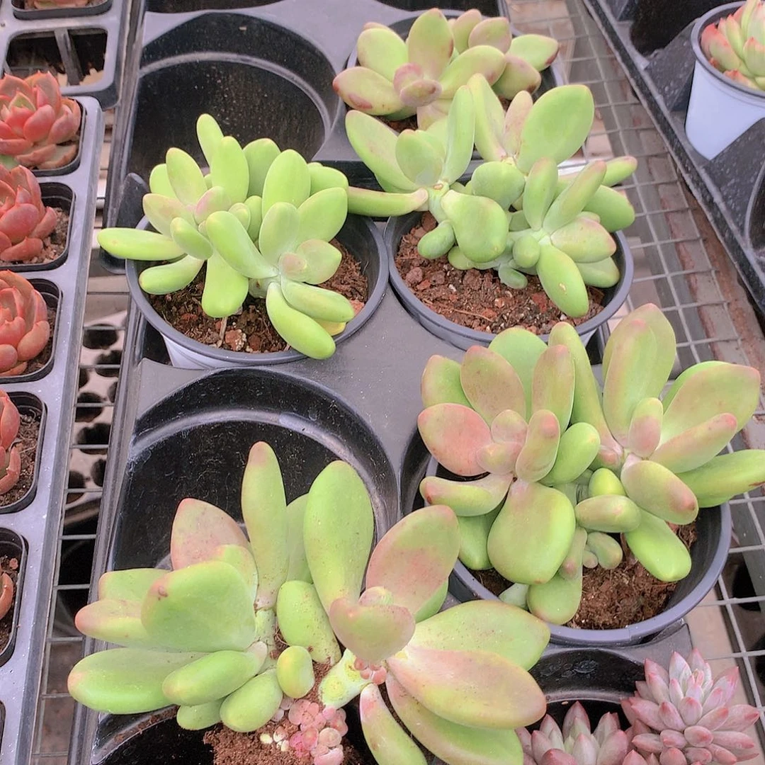 芒果奶234678899990