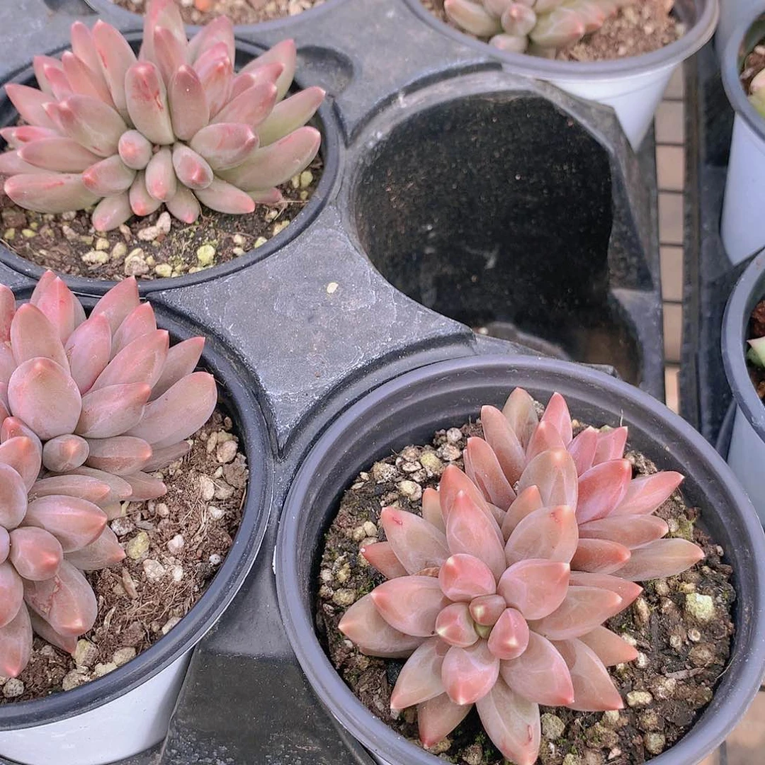 乌拉克拉23456789999