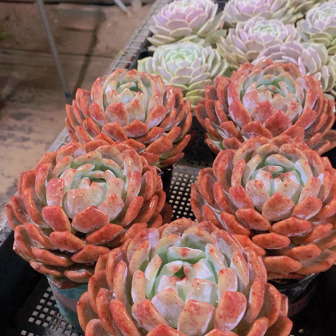 两颗大韩橙34566778899999