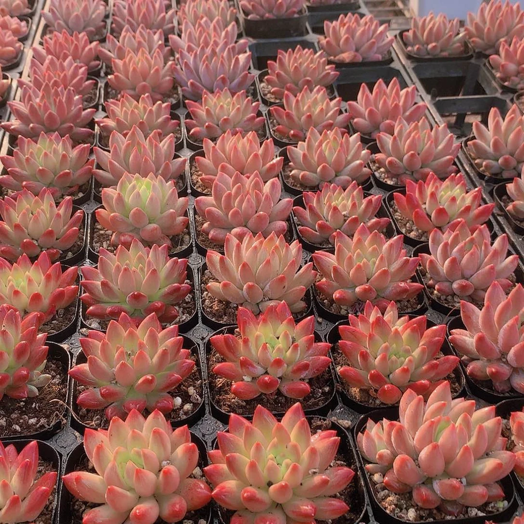 虞美人捡漏不售后224556788999