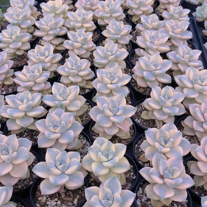 三颗美信锦234567899