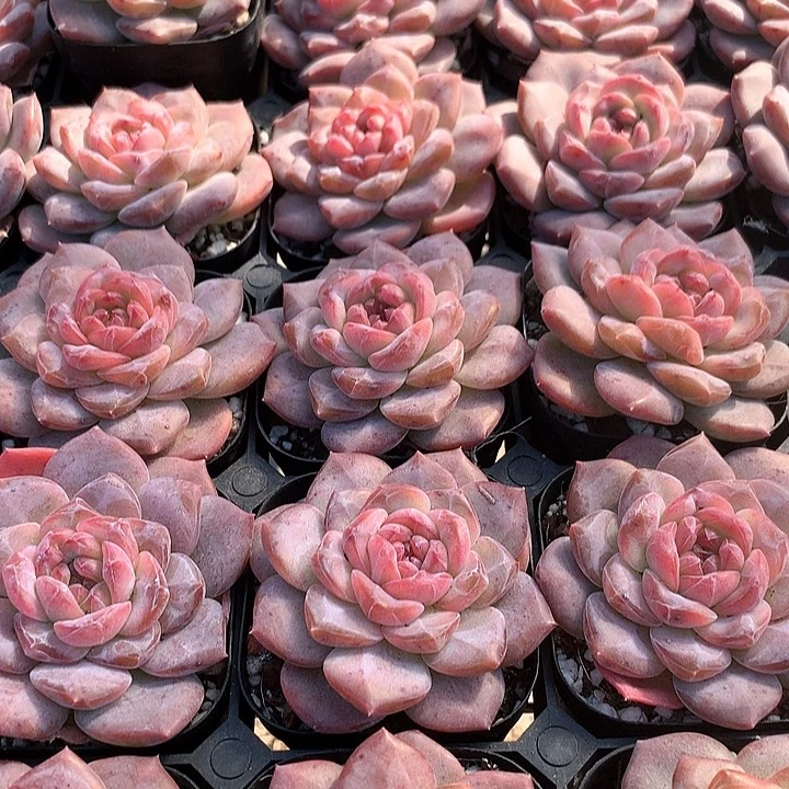雪芙蓉23456778888999