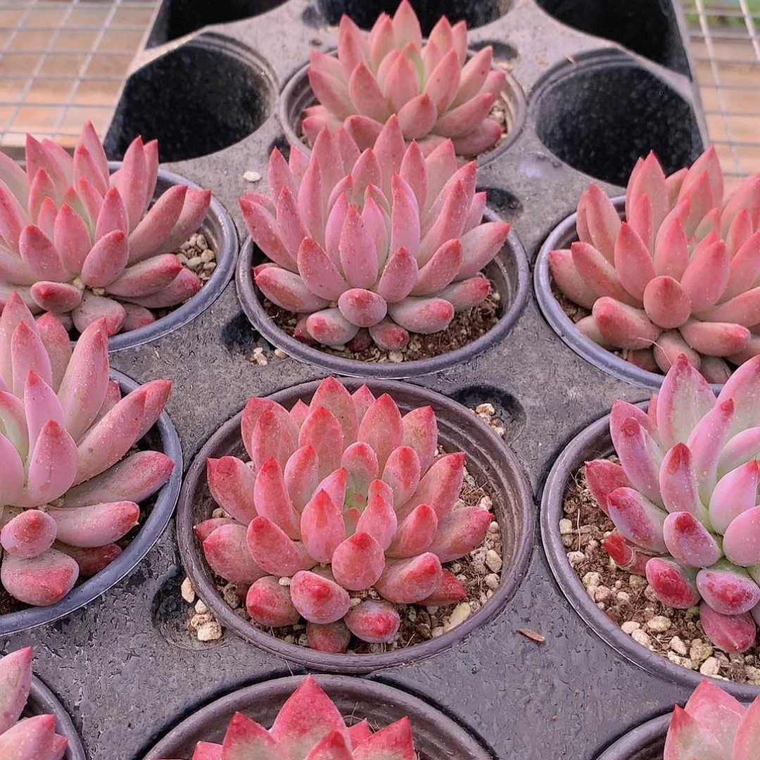 虞美人大号234456789999990