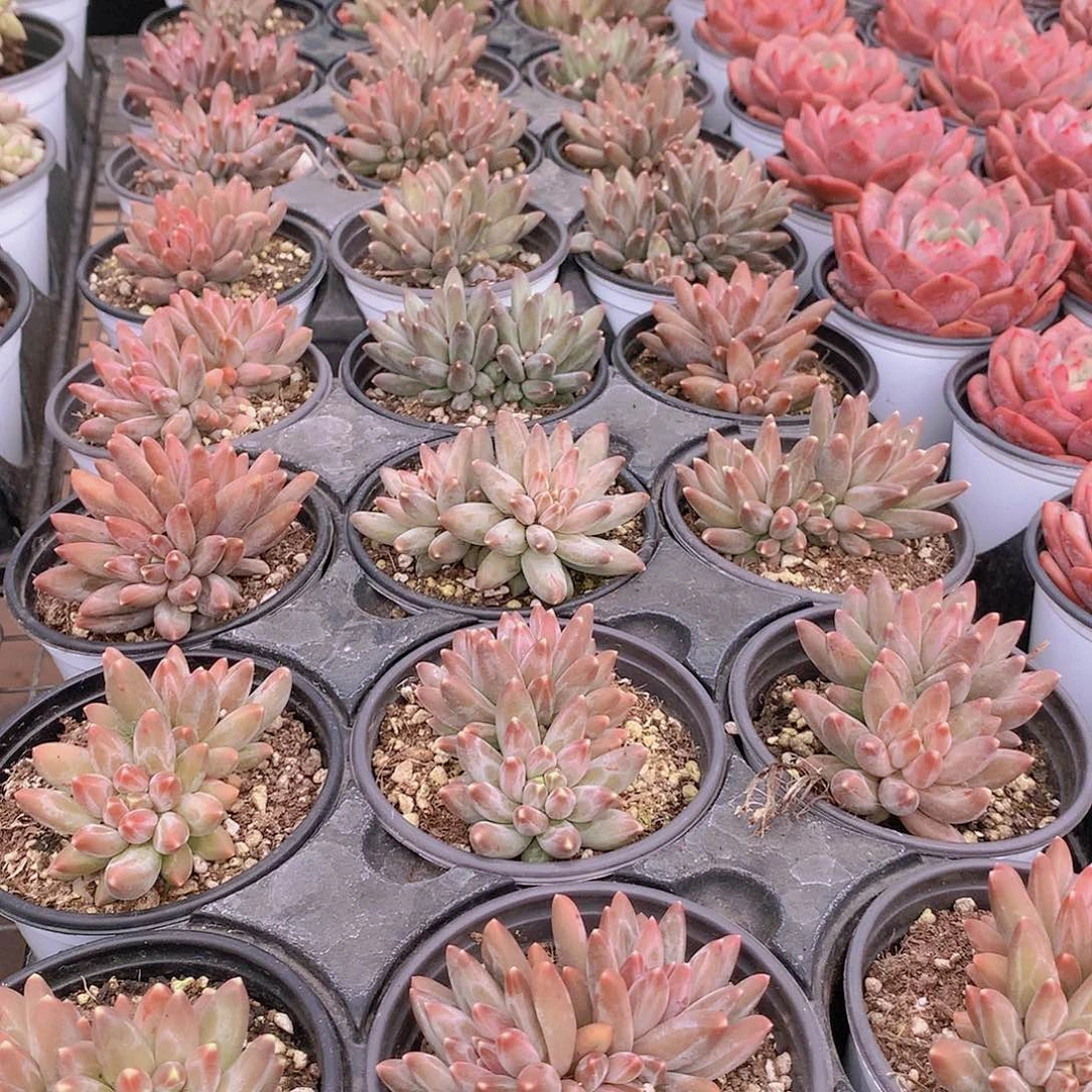 乌拉克拉2345667788899