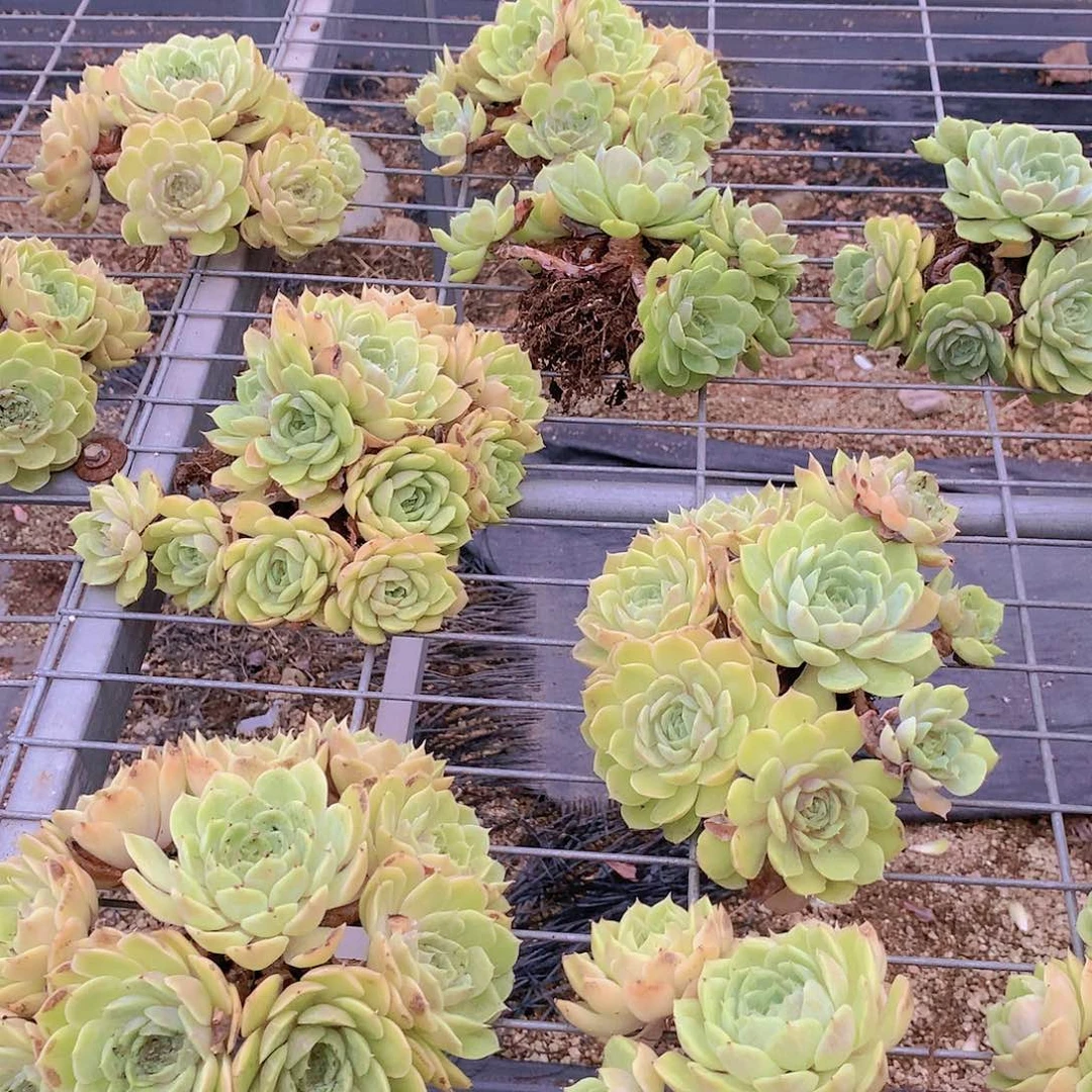 昂斯诺处理574888478