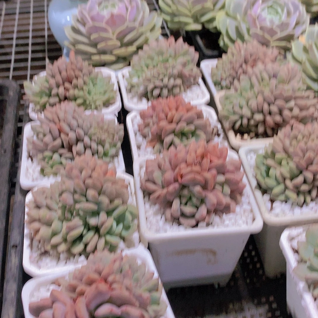 凌雪缀化34567888999